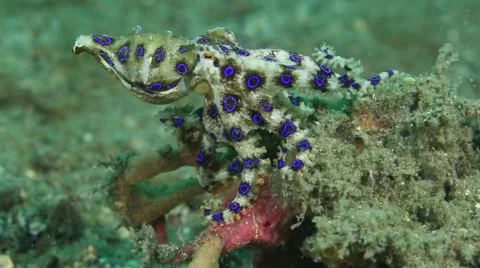 Blue Ringed Octopus Hunting Stock Footage