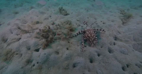 Blue Ringed Octopus Hunting in Port Phillip Bay 8K Stock Footage 331763938