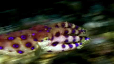 Blue-ringed octopus in Lembeh strait Indonesia Vidéo 79303453