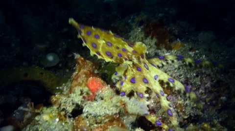 Blue Ringed Octopus looking for food Stock Footage 59317372