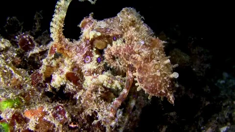 Blue-ringed octopus  mating in Lembeh strait Indonesia Video stock 79303405