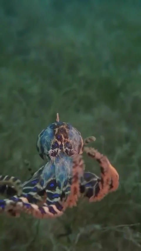 Blue ringed octopus the most poisonous octopus Stockbeeldmateriaal 333824688