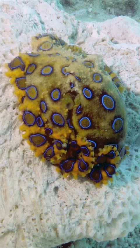 A Blue-Ringed Octopus in the Philippines Stock Footage 327015312