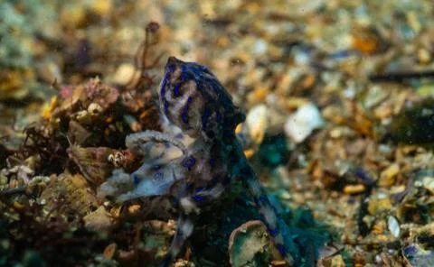 Blue ringed octopus Foto stock