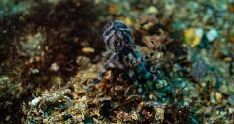 Blue ringed octopus Foto stock