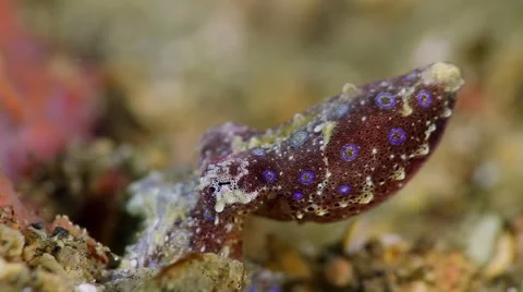 Blue-ringed octopus pulsating eye 001 Stock Footage 62413448