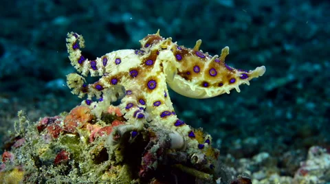 Blue Ringed Octopus raising body,showing blue rings Stock Footage 59640691