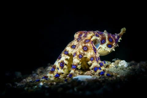 Blue-ringed Octopus resting on sand Stock Photos