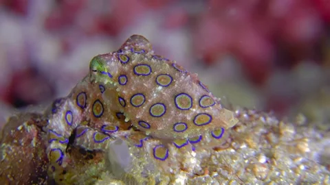 Blue Ringed Octopus Resting on a Textured Coral Reef Stock-Footage 341645149