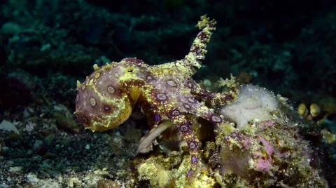 Blue Ringed Octopus sits still, starts walking Stock Footage 59322431