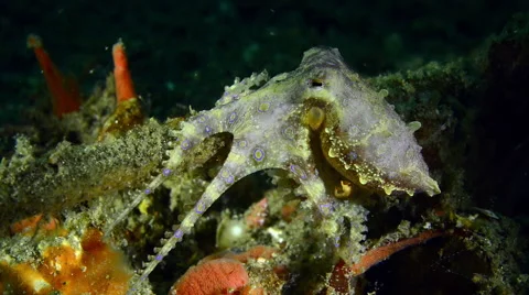 Blue Ringed Octopus sits still, starts crawling Stock Footage 59325618