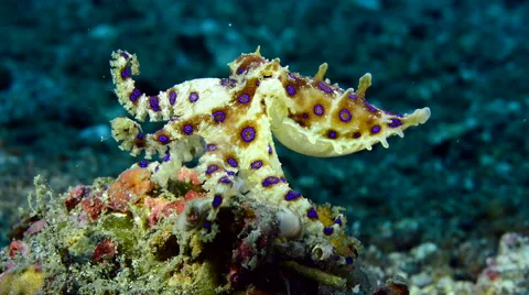Blue Ringed Octopus sitting on coral, showing blue rings, swimming away Stock Footage 59640839