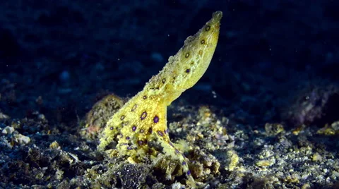 Blue Ringed Octopus walking on seafloor Stock Footage 59634552