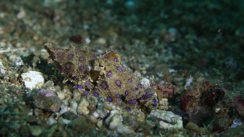 Blue ringed octopus walking on the seafloor Stock Footage 83371712