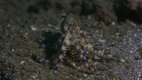 Blue ringed octopus walking on the seafloor Stock Footage 83371749