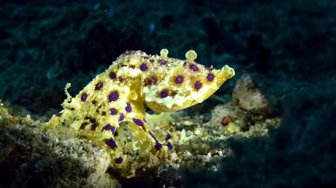 Blue Ringed Octopus walking while showing blue rings Stock Footage 59347303
