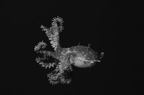 Blue ringed rocket Foto stock