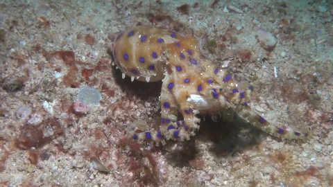 Blue ringged octopus Stock Footage 123141146