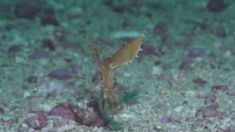 Blue ringged octopus on the move. Stock Footage 307148746