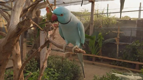 A blue ringneck parakeet perched on a branch with lovebirds in the 库存影片 122041035