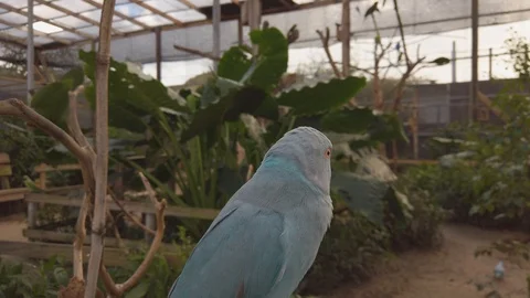 Blue ringneck parakeet perched on a ledge in a bird sanctuary Video stock 122036454