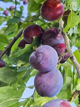 Blue ripe plums on the tree branches Stock Photos
