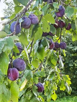 Blue ripe plums on the tree branches Stock Photos