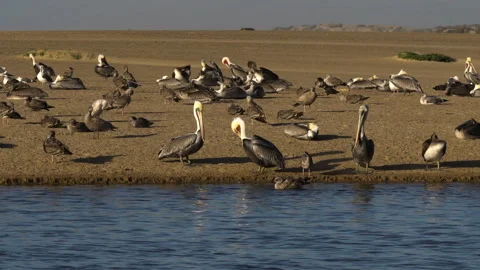Blue river, and a flock of sea birds on the beach Stock Footage 220108115