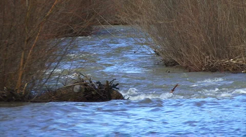 Blue River 動画素材 995457