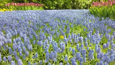 Blue river of Muscari Video stock 313558889
