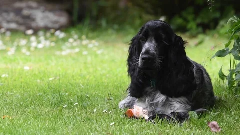Blue Roan show cocker spaniel Stock Footage 121205372