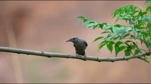Blue Rock Thrush Bird Perched on Tree Branch in Natural Forest Habitat Stock Footage 330987485