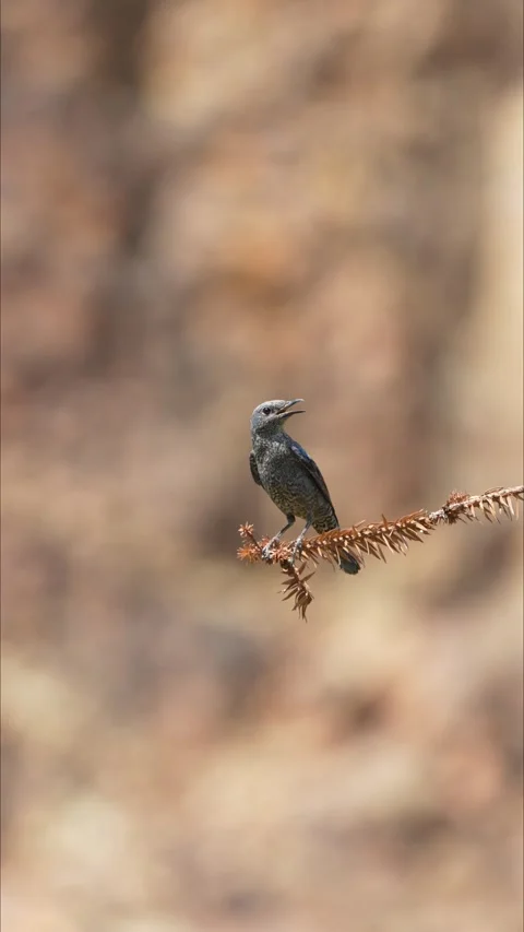 Blue Rock Thrush Bird Singing with Open Beak on Pine Tree Branch Видео 330987441