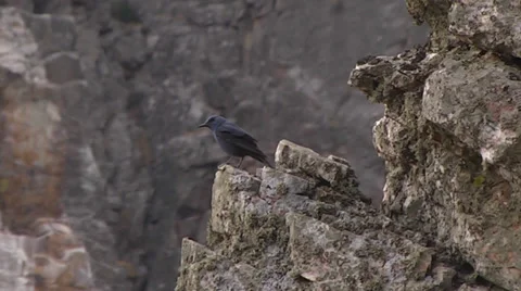 BLUE ROCK THRUSH Stock Footage 36234342
