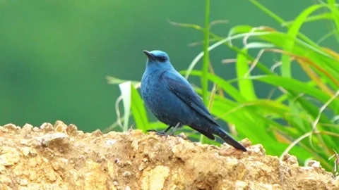 Blue rock thrush perched on rocky surface Video stock 335662095