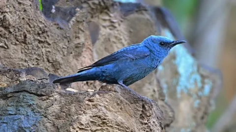 Blue rock thrush perched on a rocky surface in its natural habitat Stockbeeldmateriaal 336033297