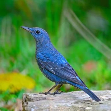 Blue rock-thrush Stock Photos
