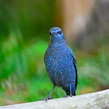 Blue rock-thrush Stock Photos