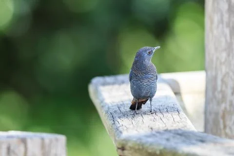 Blue rock thrush Stock Photos