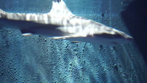 Blue rocky wall background and Shark Swimming Elegantly in Clear Blue Sea Water Video stock 310449954