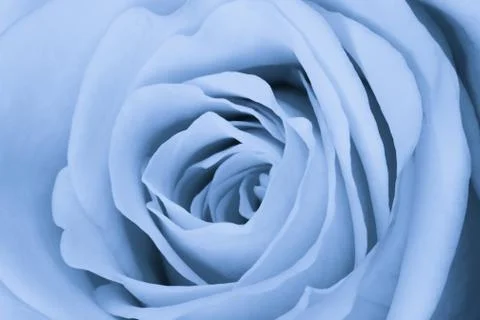 Blue rose close up Stock Photos