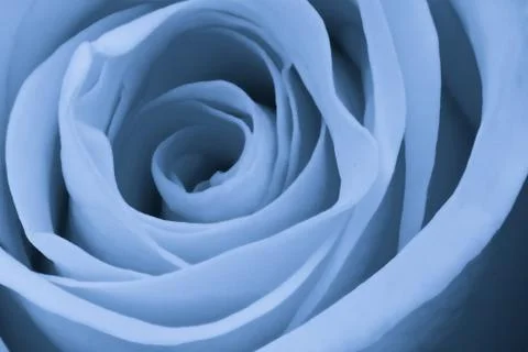Blue rose close up Stock Photos