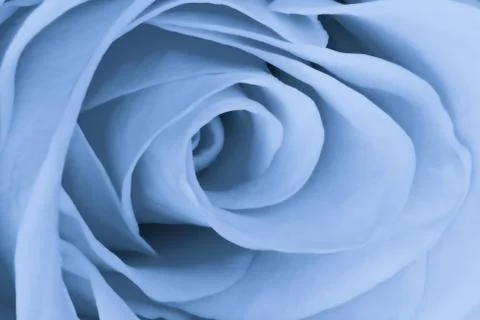 Blue rose close up Stock Photos