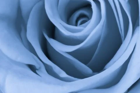 Blue rose close up Stock-Fotos