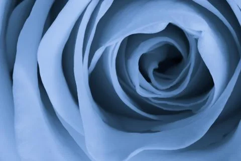 Blue rose close up Stock Photos