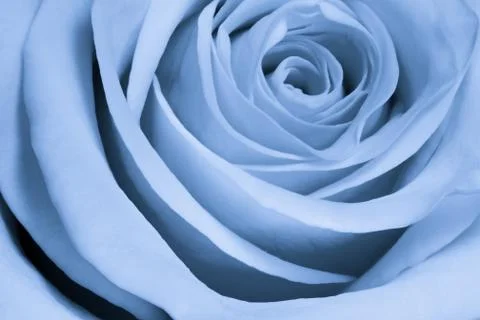 Blue rose close up Stock Photos