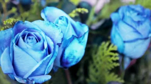 Blue rose Stock Footage 10749488