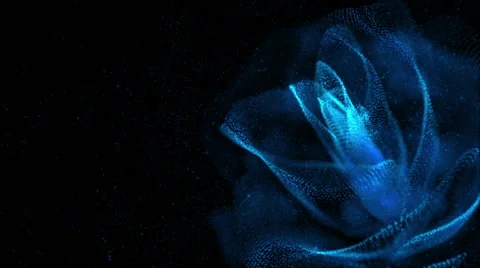 Blue rose Stock Footage 61777077