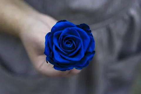 A blue rose in her hand. Фото