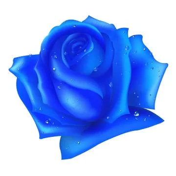 Blue rose Stock Illustration